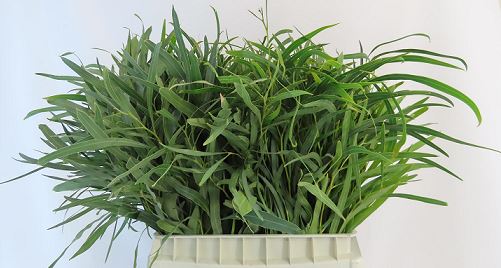 Eucalyptus yeşilliği, mavi-yeşil aromatik yaprak