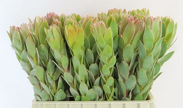 Leucadendron Safari Sunset, bordo-yeşil conebush yaprak