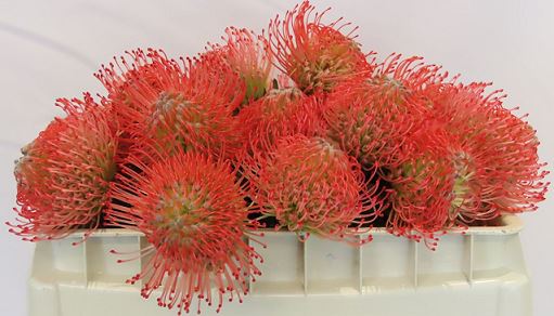 Leucospermum pincushion iğnelik çiçeği, turuncu renk