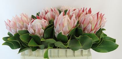 King Protea -- Protea cynaroides, pembe kral protea çiçeği