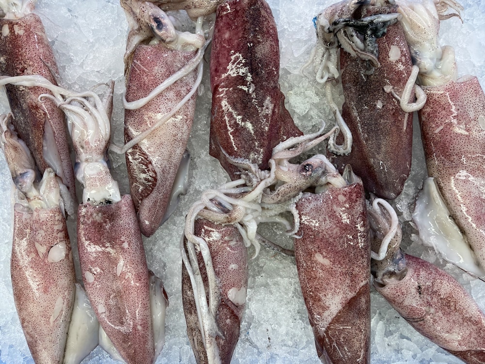 Fresh calamari on ice