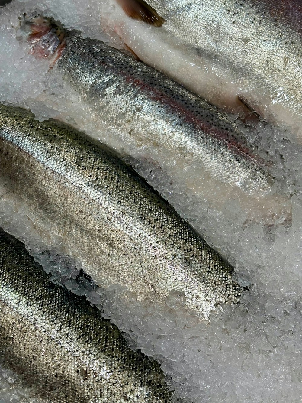 Fresh hake on ice
