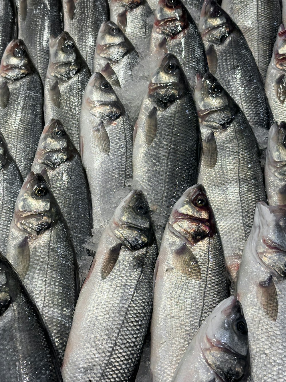 Fresh yellowtail on ice